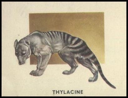 199 Thylacine